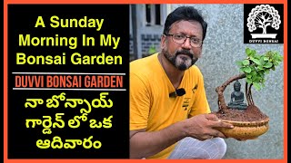 A Sunday in My BONSAI GARDEN || నా బోన్సాయ్ గార్డెన్ లో ఒక ఆదివారం.