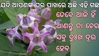 ଯଦି ଆପଣଙ୍କ ଘର ପାଖରେ ଅଛି ଏଇ ଗଛ ତେବେ ଆଜି ହିଁ ଆଣନ୍ତୁ ତା ଚେର ସବୁ ଦୁଃଖ ଦୂର ହେବ |