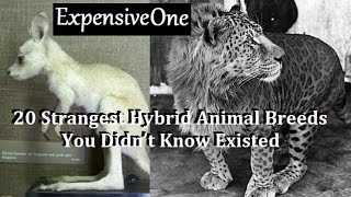 20 Strangest Hybrid Animal Breeds You Didn’t Know Existed