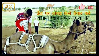 देखे ऊंट पर तांगड  कैसे तैयार करें पुरी जानकारी जोरदार विडियो !See how to make tangad on camel !!🐫🐫