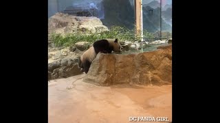 #Giantpanda #xiaoqiji staying cool on a hot summer day 🐼😍