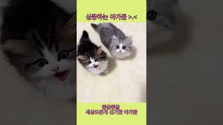 심쿵하는 아가냥이 아가댕댕이 #아기고양이 #아가고양이 #아기냥이 #아가냥이 #아기강아지 #아가강아지 #아기댕댕이 #아가댕댕이 #힐링동물