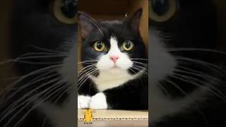 Funny Cat \u0026 Cute Kittens287😻 #shorts #kucing #kucinglucu #funny #pet #cat #foryou #viral #viralvideo