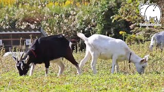 2022年秋　草を食べているだけのヤギ 2022年10月29日 Goat Farm