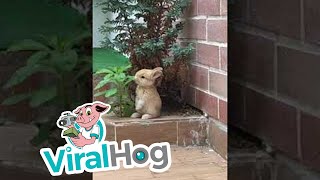 Adorable Bunny Stands for a Snack || ViralHog