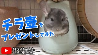 【チンチラ】チラ壺から顔をだす可愛すぎるチンチラToo cute chinchilla‼【chinchilla】