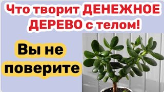 ДЕНЕЖНОЕ ДЕРЕВО - чудо растение!Что творит с телом?