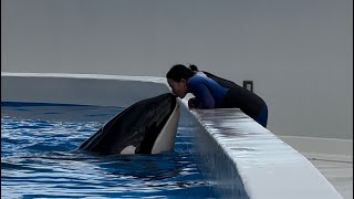 【神戸須磨シーワールド】ランちゃんとトレーナー　オルカスタディアム2024/7（4K HDR 60fps）KOBE SUMA SEA WORLD ORCA STADIUM