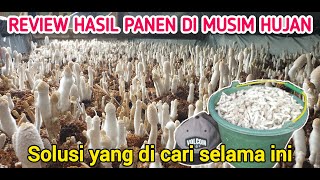 MUSIM PENGHUJAN HASIL JAMUR RUSAK ? TENANG DULU JANGAN MENYERAH SIMAK DULU MUNGKIN ADA SOLUSI😊