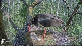 Urga ēno un baro cāļus/Urga shades and feeds the chicks Melnais stārķis  Ogres novadā -LDF tiešraide