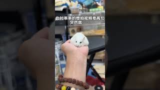 已老实求放过……#养鼠日常分享 #仓鼠宝宝的日常 #仓鼠🐹 #鼠鼠我呀 #萌宠出道计划