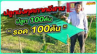 ปลูกมังคุดภาคอีสานปลูก 100 ต้น รอด 100 ต้น!!