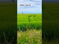 a stunning view to the 16th century findlater doocot chill nature history