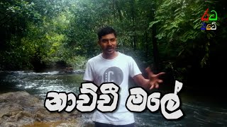 නාන්ට යන්ට නාච්චිමලේ | Nachchimale | ඉංගිරිය