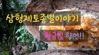 설통에 꿀[Honey] 확인하러 가서 저울도 달아보았네요 ~  Gold honey