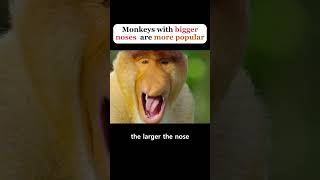 The monkey with the bigger nose is more popular 1 #animals #vulture #facts#short
