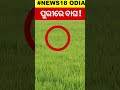 ପୁରୀରେ ବୁଲୁଛି ବାଘ puri news odia news odia shorts