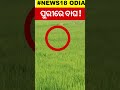 ପୁରୀରେ ବୁଲୁଛି ବାଘ puri news odia news odia shorts