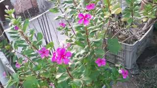 Rooftop garden || ছোট্ট ছাদে ছোট্ট একটি বাগান || ছাদ বাগান ||Sad bagan||