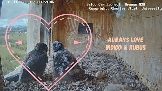 2022 - 2023 season FalconCam Project - ALWAYS LOVE Indigo \u0026 Rubus