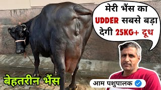 Biggest Udde*r - बेहतरीन - ख़ूबसूरत - लाजवाब एक आम पशुपालक की ये ख़ास भैंस Top Quality Buffalo