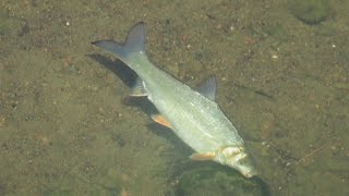 1090711南港大坑溪下游圓吻鯝（Distoechodon tumirostris）覓食記錄