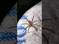 spider animal. animals shorts