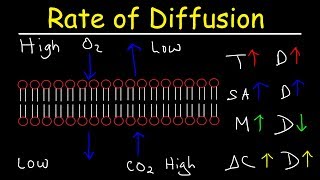 Factors Affecting The Rate of Diffusion Across Cellular Membranes