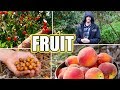 8 Tips For Growing FRUIT TREES! Organic Gardening