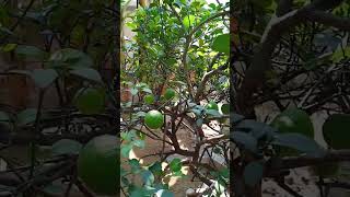 আমার কাকজি লেবুর গাছ🌳। এক টুকরো 🍋লেবু খাওয়া শরীরের পক্ষে ভালো। #shorts   My sometimes