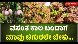 Mango Season In Kolar | Varieties Of Mango | Vijay Karnataka