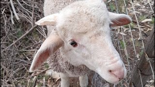 S1E4 Pretty Sheep Farm in Mossel Bay (4K/Ultra HD Drone Footage) | Beautiful Places in South Africa