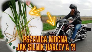 Rolnik chce zebrać 10 ton pszenicy z hektara! Czy mu się uda?