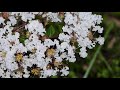 白いサルスベリの花 crape myrtle（百日紅 注釈 1 、猿滑、紫薇、lagerstroemia indica）ミソハギ科dscn7611