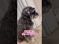 犬なのに猫背なわんこ dog シュナ 犬のいる生活 ミニチュアシュナウザー 可愛い シュナウザー ミニシュナ 癒し 猫背 いぬ わんこ わんわん 愛犬 保護犬