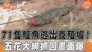 71隻鱷魚逃出養殖場！　五花大綁抓回畫面曝｜TVBS新聞｜擠看看