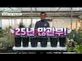 사전예약 노지월동 가능한 향기 좋은 왜성향수작약 화분 ★마드리드 품절★