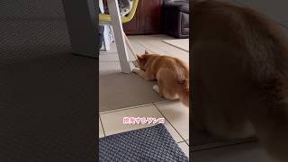 お散歩前に始まるゲーム #柴犬 #shiba