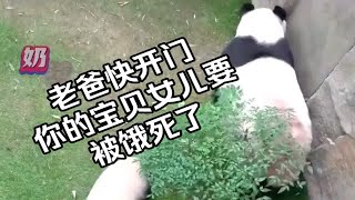 爱宝肚子饿得咩咩叫请求爷爷开门