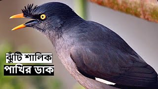 ঝুঁটি শালিক পাখির ডাক | Shalik Pakhir Dak | Jungle Myna Bird Call @wildindiamit