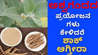 ( ಅಶ್ವಗಂಧ ) Ashwagandha Benefits in Kannada | Ayurveda | Dr Narayan Mudgale