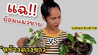 ย้อมแมวขาย วิธีดูบอนหูช้างด่างขาว vs บอนกระดาษ จุดแตกต่าง ข้อเปรียบเทียบ