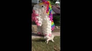 Conrad the Unicorn Walks the Dog