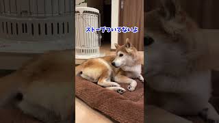 ストーブをつけて欲しい柴犬　#柴犬 #shibainu