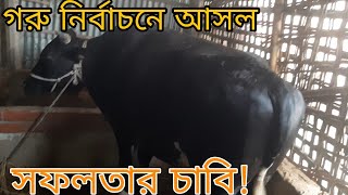 @ চার হাট ঘুরে কেন গরু কিনতে পারছি না! কেমন গরু নির্বাচন করবেন। Grameen Talks.