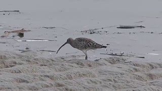 A Curlew beside the tidal Thames