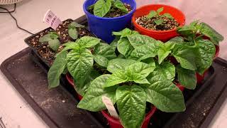 pH and EC or ppm management in my hydroponic garden.