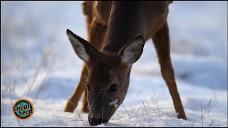 Native Plant Walk in Tidmarsh Wildlife Sanctuary Promo