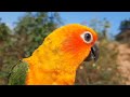 sun conure happy bird singing sounds whose bird likes to watch this video