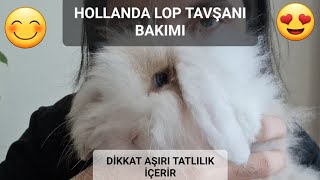 EVDE TAVŞAN BAKIMI (hollanda lop tavşanı)